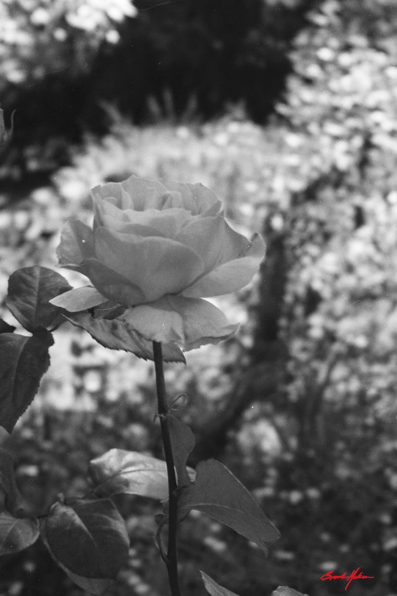 'To Be Undisturbed' 72cm x 48cm Poster Print